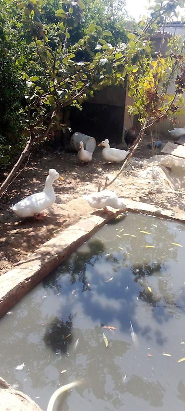 kirpi satisi: Satış: qaz və ördək sürüsü Təsvir: - Təsərrüfatda yetişdirilən qaz və — 1