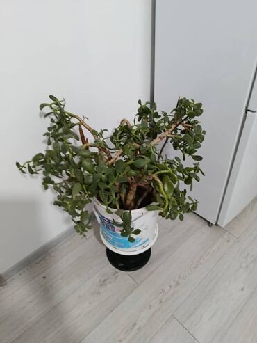денежные дерево: Суккулент Крассула Овата, также известный как денежное дерево