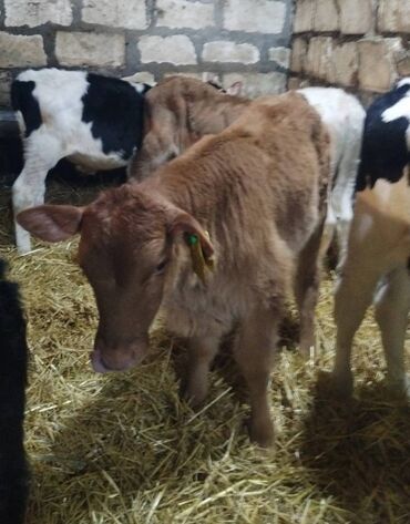 Dana, buzov: Sağlam Erkek ve Dişi Buzovlar — 8