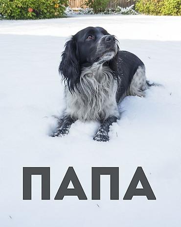 Продажа собак: Щенки спаниеля 🐶 Город: Кант Продаются щенки чистокровного спаниеля: 🐾 — 11