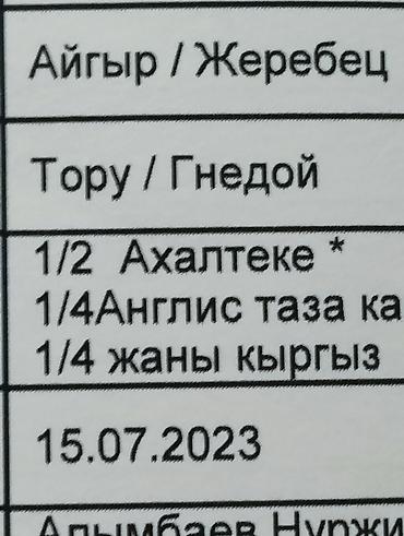 красный страитель: Продаю | Жеребец | Конный спорт — 9