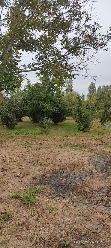 Torpaq sahələrinin satışı: 80 sot, Kənd təsərrüfatı, Mülkiyyətçi, Kupça (Çıxarış) — 5