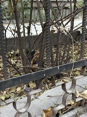 лысый кот сфинкс: Котята серо-дымчатого окраса - Описание: два домашних котёнка — 3