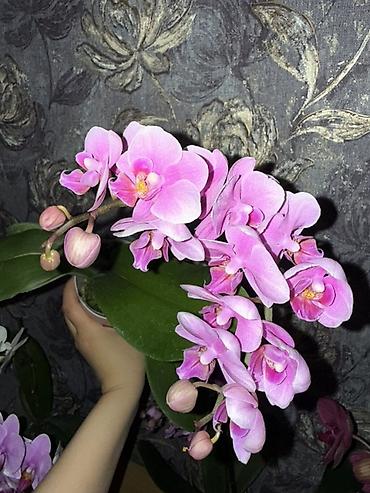 Орхидеи: Орхидея оптом и в розницу принимаем корпоративные заказы !!! Г at lalafo.kg — 24 Орхидеи: Орхидея оптом и в розницу принимаем корпоративные заказы !!! Г — 24
