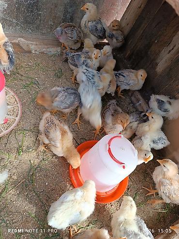 Cücələr: Toyuq cücələri, Ətlik, Ünvandan götürmə — 6