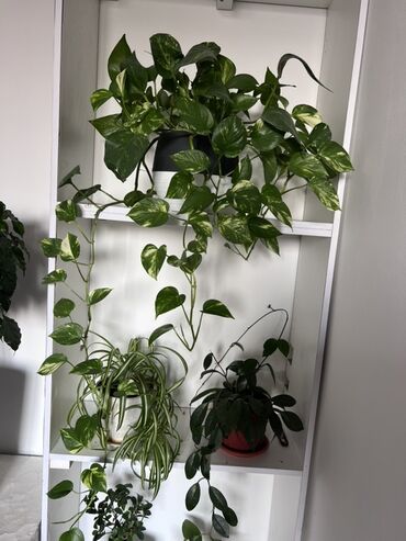 аглаонема купить семена: Сциндапсус 3000сом Маленький 800сом Хлоя 2000сом Хлорофитум 1400сом