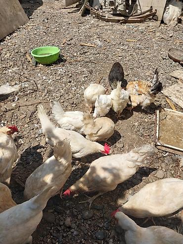 quşlar: 2 erkek 2 dişi ördək.4 bala, balanın 3 ü erkek 1i,dişi.toplam 100azn — 5