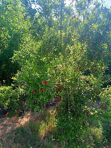 agac: Bağbanam 40 İllik Təcrübəm Var — 1