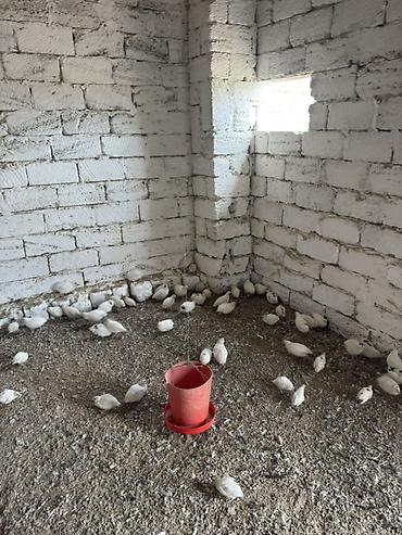 çin bıldırcını: Ağ rəngli bildirçin sürüsü - Növ: yumurtalıq və ətlik istiqamətli ağ — 4