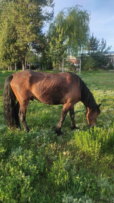 Лошади, кони: Продаю | Конь (самец) | Конный спорт | Племенные