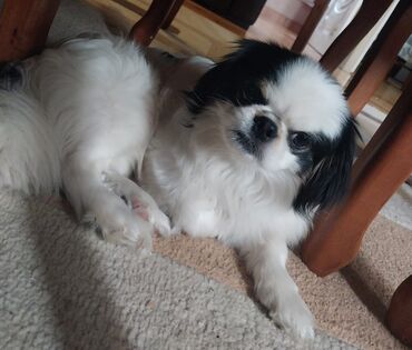 pitbul itlər: Pekines, 1 il, Erkek