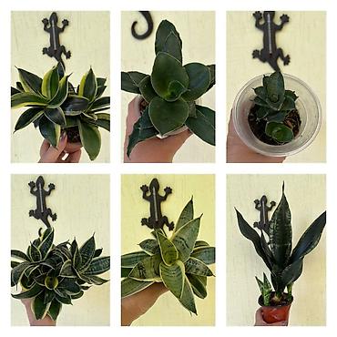 Сансевиерия (Sansevieria, «тещин язык») – компактные комнатные