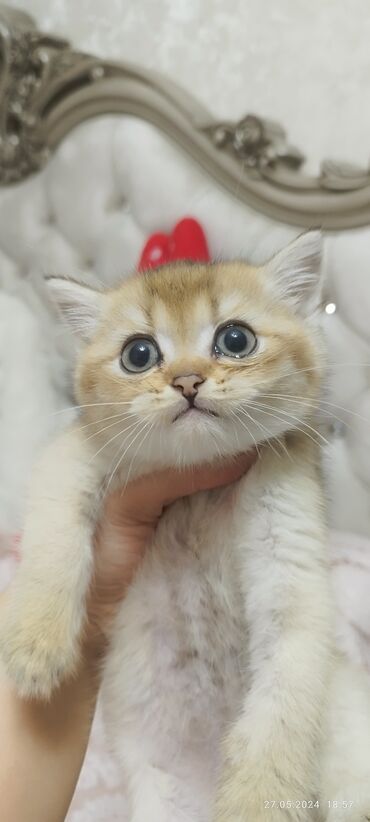 британская короткошерстная кошка шиншилла: Выставляется на продажу чистокровный шотландский мальчик в окрасе