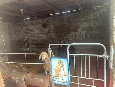 Продажа домов: Дом, 84 м², 4 комнаты, Собственник — 14