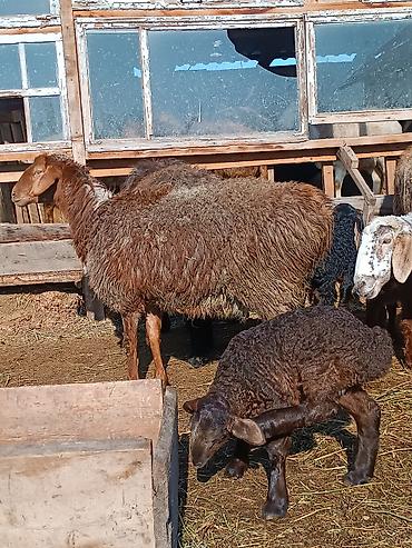 Баран, овца: Продаю | Ягненок | На забой | Племенные — 25