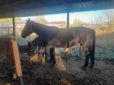 гидропонный корм: Продаю | Кобыла (самка)