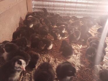 Digər quşlar: Salam yeni cixmis xarkov avstralop ataks cuceləri satilir isdeyen