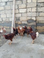 Digər quşlar: 6 eded 3 ayliq amroks cinsi(3 fere 3 xoruz)6 ededi 65azn. 8 eded 5 — 10