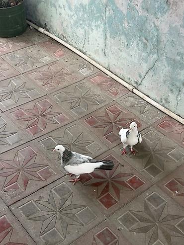 goyercin uzuyu: Cüt dekorativ göyərçin - Növ: dekorativ/ev göyərçini - Rəng: ağ əsas — 3