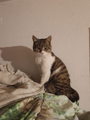Отдам даром кошку: КОШКИ И КОТЯТА У НАС ПРИЮТ любой окрас есть можете выбрать у нас — 5