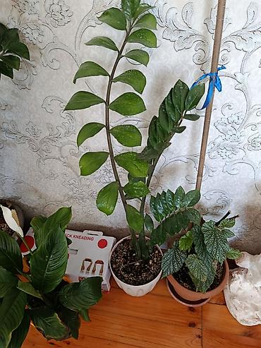 ev bitkisi: Zamioculcas (ZZ bitkisi) – dekorativ ev bitkisi - Boy: təxminən 70–90 — 2