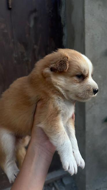 Çixuahua, 1 ay, Erkək, Peyvəndli, Ödənişli çatdırılma lalafo.az -da Çixuahua, 1 ay, Erkək, Peyvəndli, Ödənişli çatdırılma