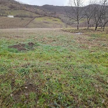 Torpaq sahələrinin satışı: Kənd təsərrüfatı — 7