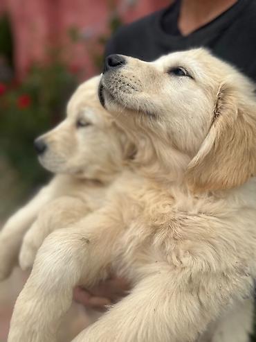 labrador itleri: Labrador-retriver, 2 ay, Erkək, Peyvəndli — 5
