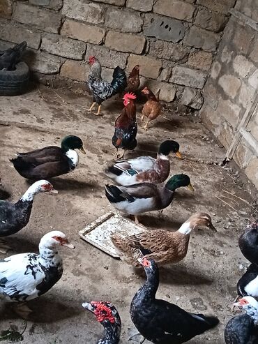Ördəklər: Satılır: ördək və toyuq/quzuqoyun qarışıq həyət quşları - Növlər — 13