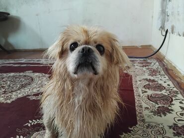 İtlər: Pekines, 2 il, Erkek, Cütləşmə üçün, Ünvandan götürmə