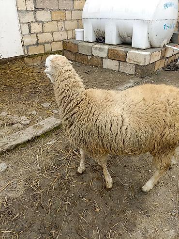 Qoyunlar, qoçlar: Erkek quzu satılır — 4