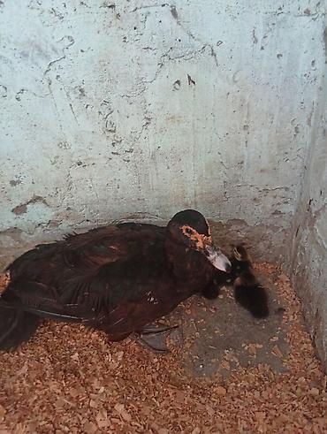 eşşək şəkili: Salam şəkildə gördüyüvüz tam saglam ana bala lal ördəklər satilir — 5