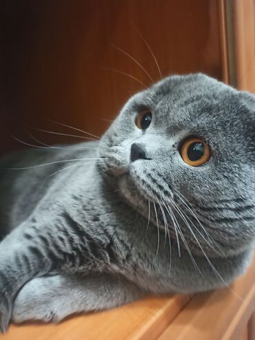 Вязка кошек: Вязка: Скотиш Фолд (Шотландская вислоухая), Мальчик, 3 года — 7