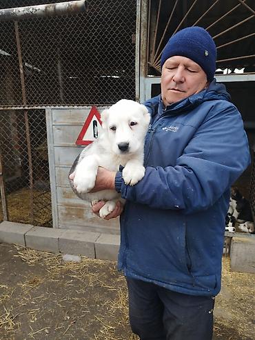 Продажа собак: Шикарные Щенки САО . Среднеазиатской Овчарки ХОРОШИХ БОЙЦОВСКИХ — 12