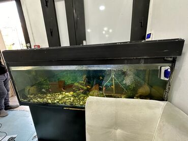 Akvariumlar: 2akvarium satılır. İkisi 200azn şkafı var
1m yarrm
1m 20sm 
ğ