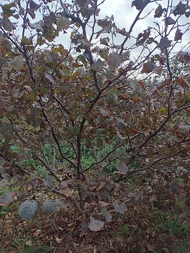bag evi kirayə gunluk: 15 sot, Tikinti — 6
