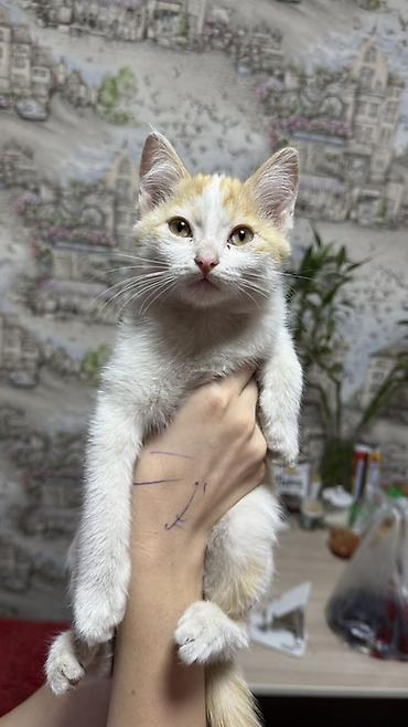 кошка золотая шиншила: Котёнок, окраска бело-рыжая (пятнистый), короткошёрстный. Большие — 4