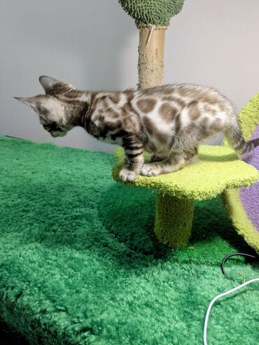 Продажа кошек: Бенгальская, 2 месяца, Мальчик, С документами, Приучена к лотку, Проглистована — 23