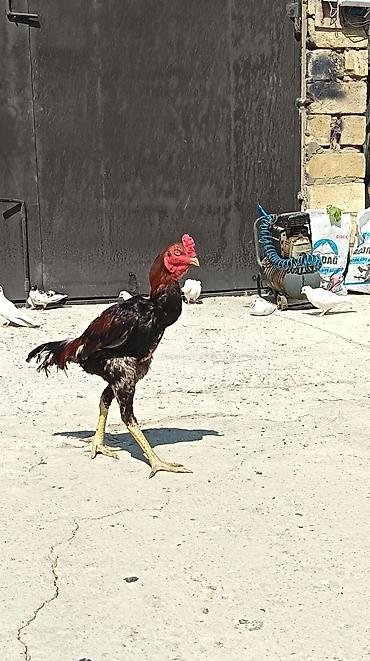 xaski şəkilləri: Qiymet Sondur!!Məhsul: Uzunboyun döyüşçü tipli xoruz (Malay/Asil — 2