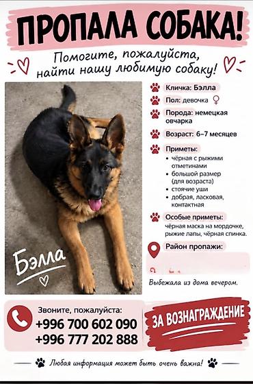 Друзья, ❗️ ПРОПАЛА СОБАКА — НЕМЕЦКАЯ ОВЧАРКА Вчера вечером выбежала at lalafo.kg Друзья, ❗️ ПРОПАЛА СОБАКА — НЕМЕЦКАЯ ОВЧАРКА Вчера вечером выбежала