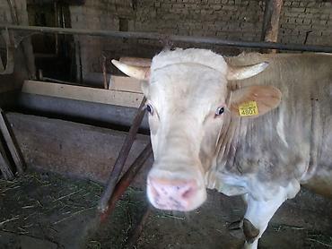 Коровы, быки: Продаю | Бык (самец) | На откорм, На забой, Для разведения — 3