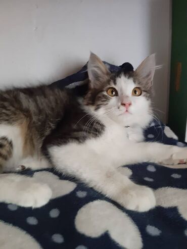 Отдам даром кошку: 2 месяца, Девочка — 7