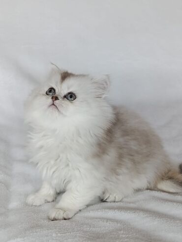 шотландская вислоухая кошка шиншилла: Выставляется на продажу чистокровная шотландская девочка с безумно