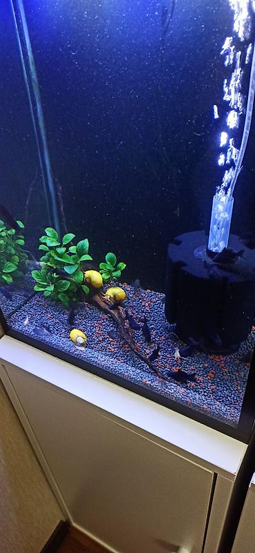 akvarium gəncə: Hündürlüyü 51.eni 27 uzunluğu 36 su tutumu 50 litr şkaf ilə balıqlar — 5
