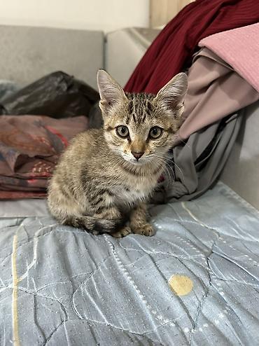 Отдаем котенка в добрые руки. Девочка умная, спокойная.Чаткальский