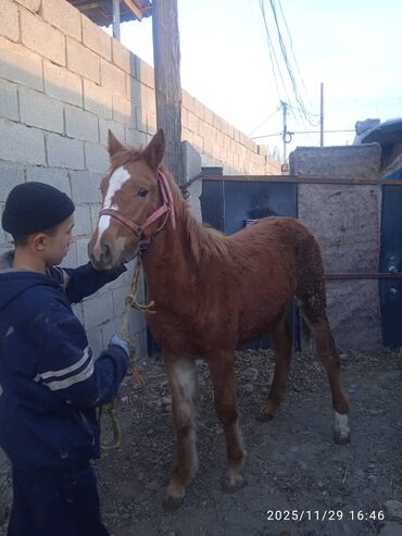 Лошади, кони: Продаю | Жеребенок | Рабочий — 3