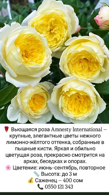 коробки для цветов бишкек: Саженцы Платная доставка — 8