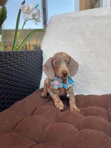 Psi: Odgajivacnica pasa "Happy Puppies" ima u ponudi prelepe stence mini — 10