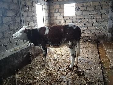 Dana, buzov: Dana, buzov, Erkək, ay: 8, Ətlik — 7