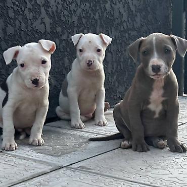 Продажа собак: Питбуль, 1 месяц, Самец — 1